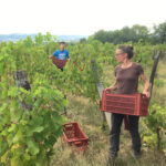 Photographie qui montre Audrey Chassenard et Elias en train de travailler dans les vignes;