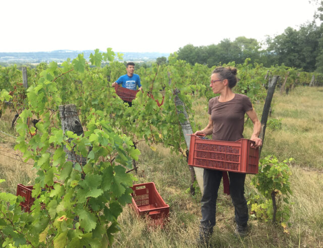 Photographie qui montre Audrey Chassenard et Elias en train de travailler dans les vignes; 